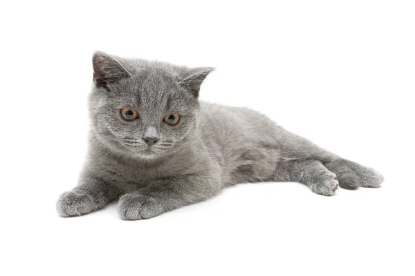Cat breed Escocês Em linha reta no fundo branco — Fotografia de Stock