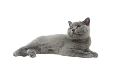 kedi beyaz arkaplanda izole edildi