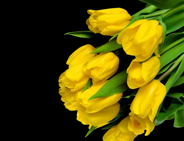 Gele tulpen op een zwarte achtergrond close-up — Stockfoto