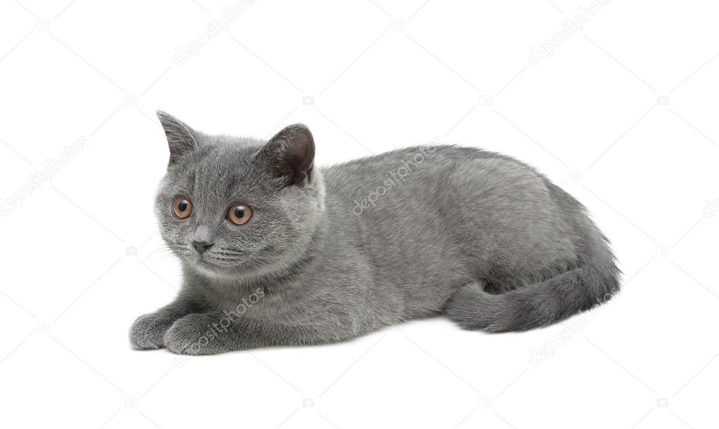 Kitten isolated on white background close-up