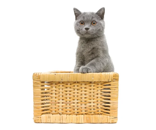 Gatito sentado en una cesta de mimbre sobre un fondo blanco — Foto de Stock