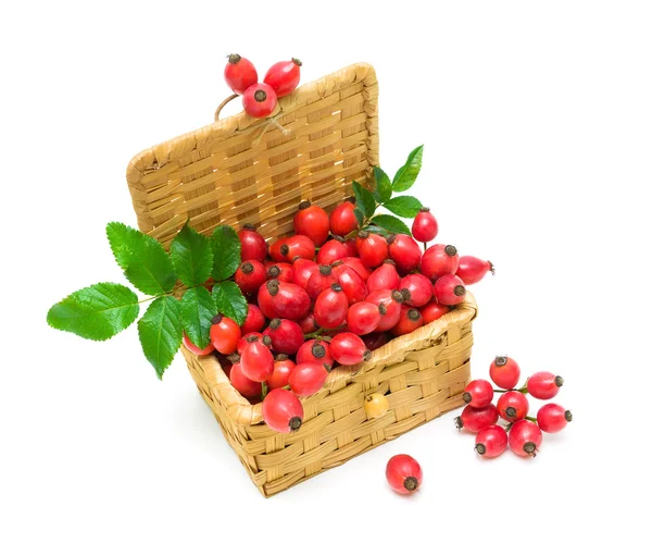 Berries of wild rose close-up isolated on white background — Stock Photo, Image