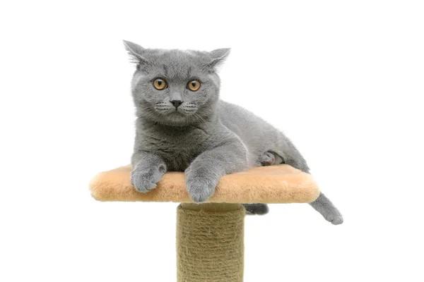 Kotě na bílém pozadí closeup — Stock fotografie