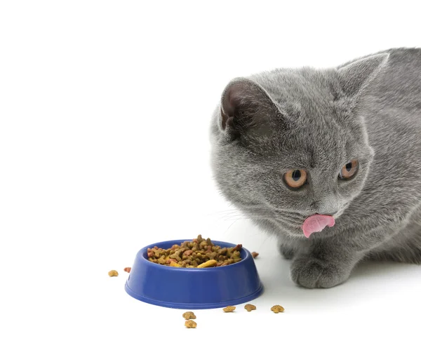 Gatito comer gato comida en blanco fondo — Foto de Stock