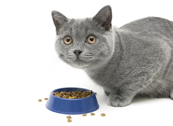 Gatito comer gato comida en blanco fondo — Foto de Stock