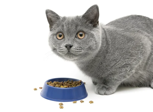Gatinho comendo comida de gato no fundo branco Imagem De Stock