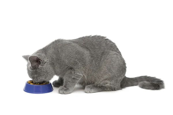 Cat (raça Escocês Hetero) comer alimentos em fundo branco — Fotografia de Stock