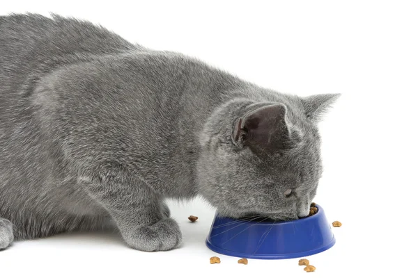 Gatito (raza escocesa recta) comer gato comida en blanco backgr — Foto de Stock