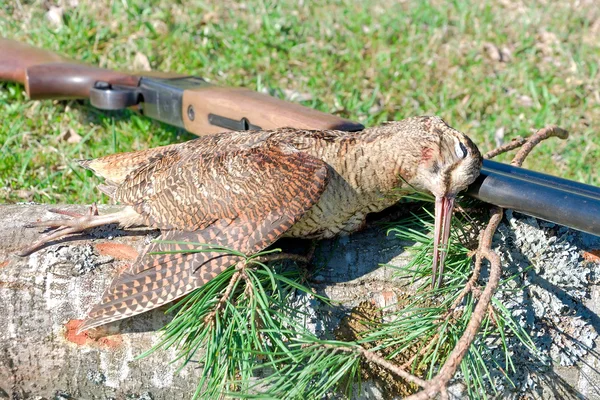 Troféu - closeup woodcock — Fotografia de Stock