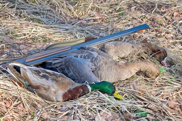 Trophäenjäger: Wildgänse und Wildenten — Stockfoto