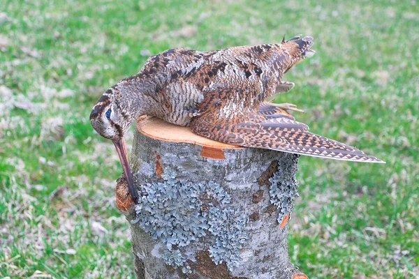 Woodcock closeup - a trophy hunter — Stock Photo, Image