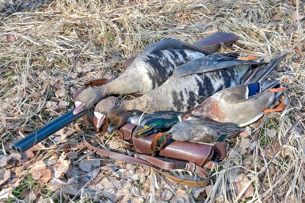 Troféus de caça - patos selvagens e gansos — Fotografia de Stock