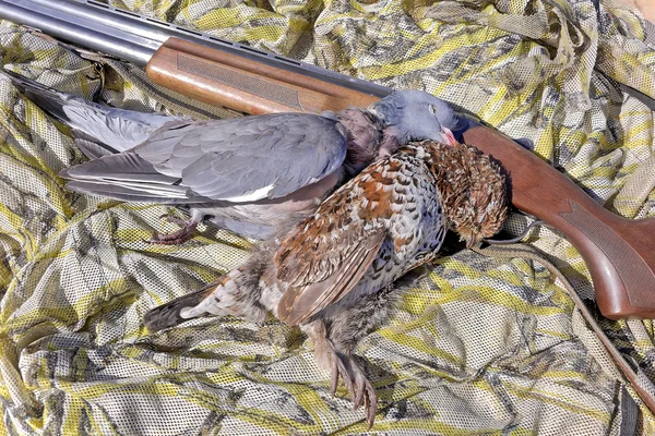 Cilver (pombo-da-madeira) e grouse-de-avelã - troféus de caça — Fotografia de Stock