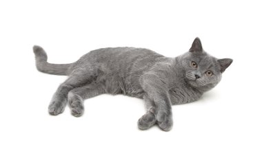 İskoç düz beyaz arka plan üzerinde yavru kedi doğurmak