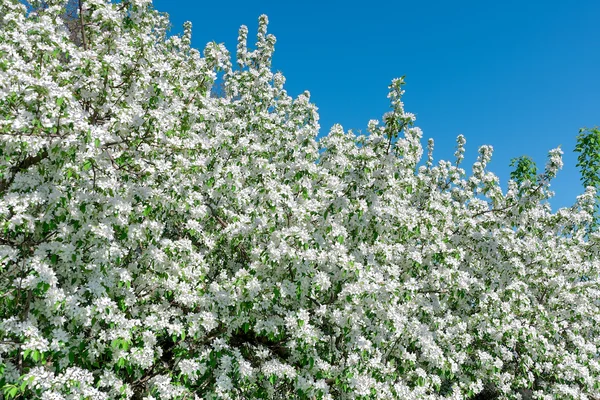 Blühender Apfelbaum — Stockfoto