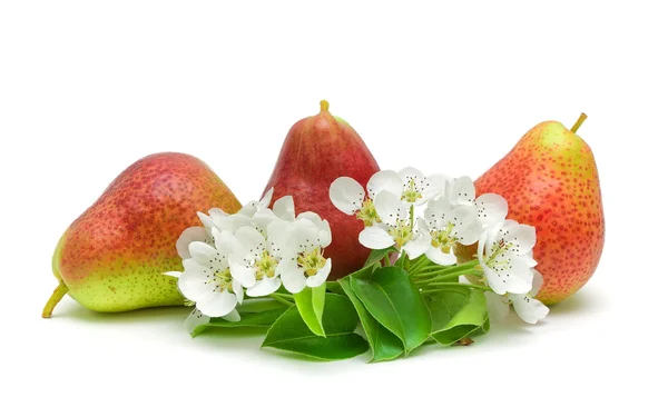 Flowers and fruits pear closeup on white background — Stock Photo, Image