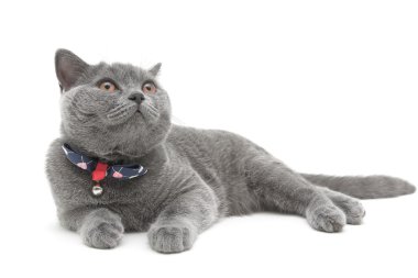 Beyaz arka planda Gri kedi yakın çekim