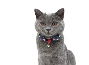 yavru kedi closeup beyaz zemin üzerinde. Yatay fotoğraf.