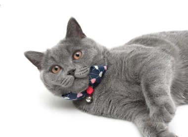 Beyaz arka plan Gri kedi yakın çekim. Yatay fotoğraf.