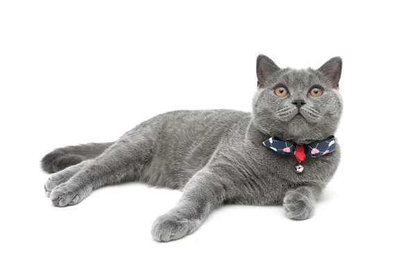 yavru kedi yay ile bir yaka beyaz zemin üzerine giyiyor