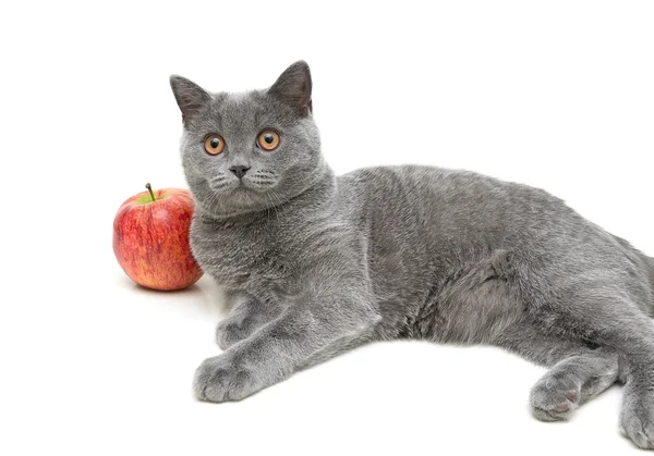 Gato gris y una manzana roja sobre un fondo blanco — Foto de Stock