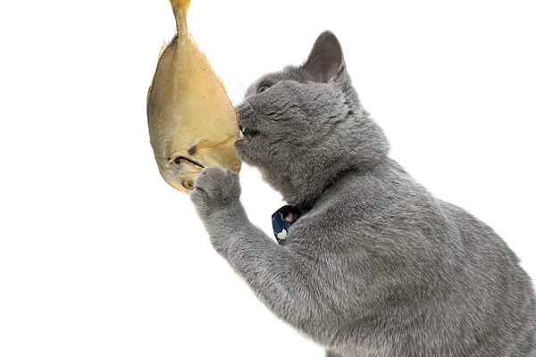 Серый кот ест рыбу. белый фон . — стоковое фото