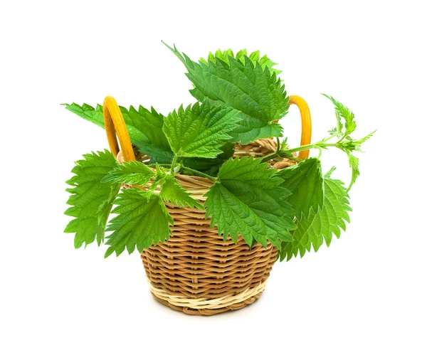 Nettle yaprakları beyaz arkaplanda izole