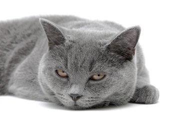 Beyaz arka planda Gri kedi yakın çekim