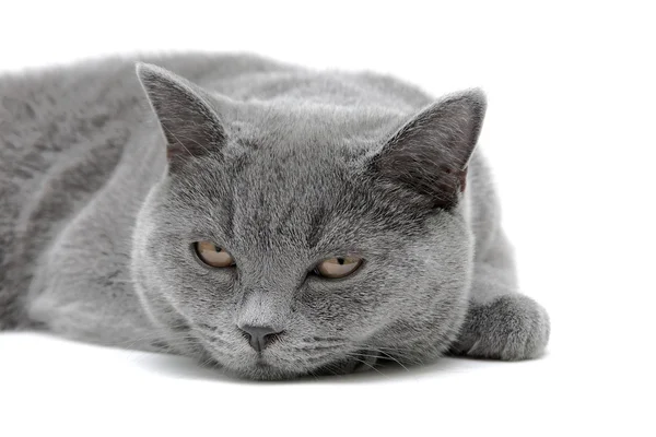 Gray cat close-up on white background — Stock Photo, Image