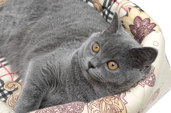 Gray cat close up - horizontal photo. — Stock Photo, Image