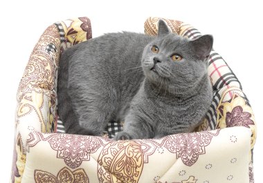kedi (İskoç düz doğurmak) beyaz arka plan üzerinde