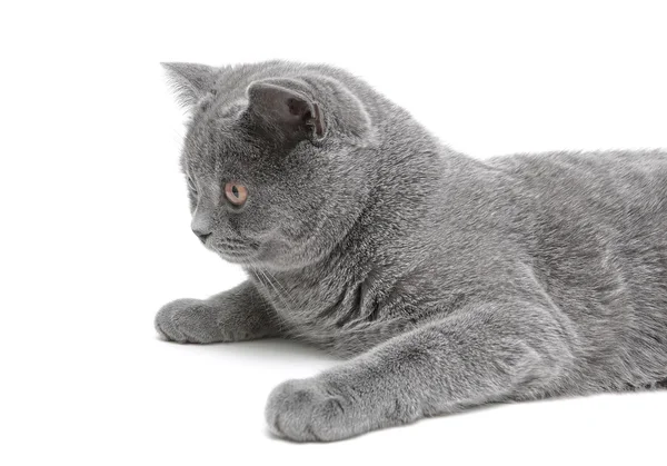 Gato cinza close-up no fundo branco. foto horizontal . — Fotografia de Stock