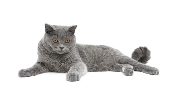 Hermoso gato gris aislado sobre fondo blanco — Foto de Stock