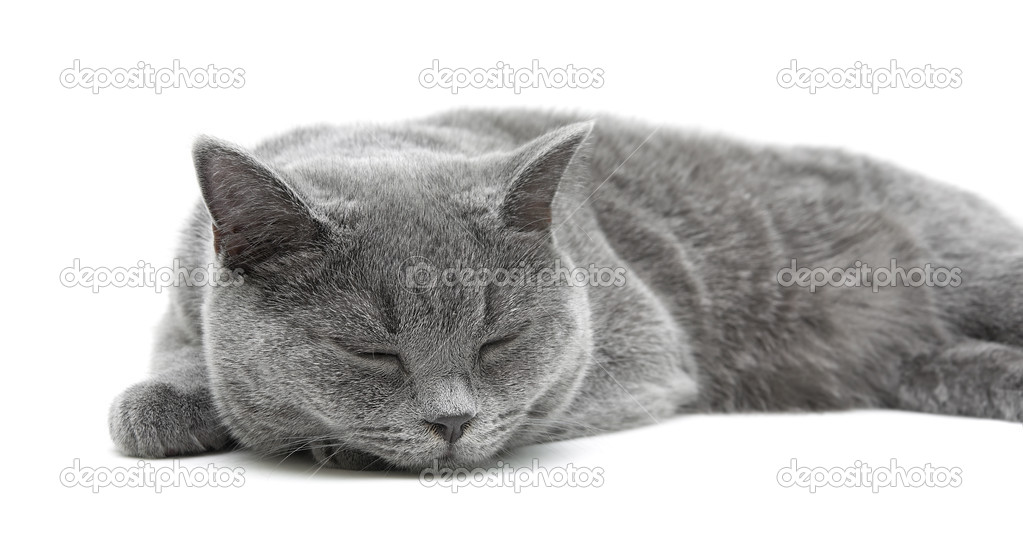 sleeping gray cat (breed scottish-straight) on a white backgroun