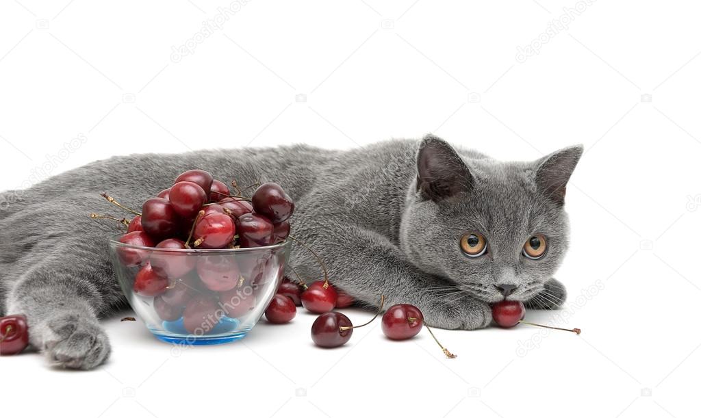 Cat and cherry on a white background