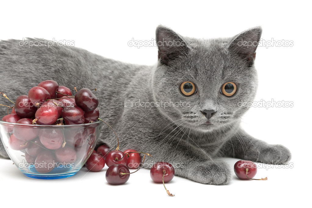 cat (breed Scottish Straight) and cherry on a white background