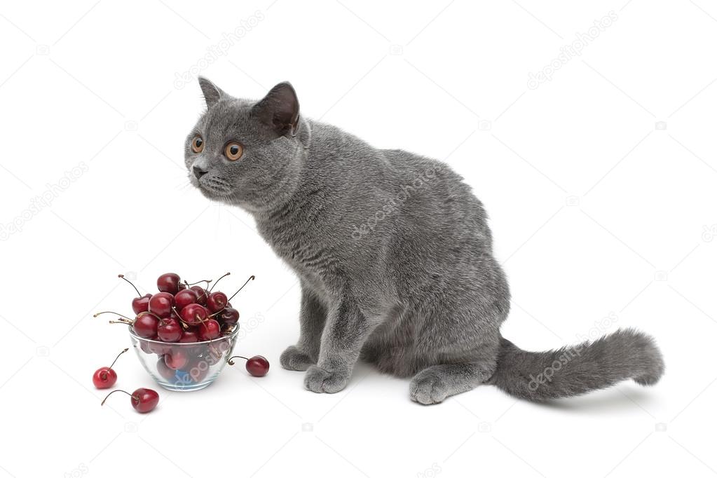 gray cat and ripe cherry on a white background