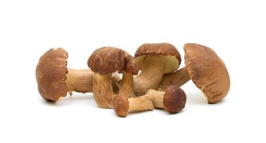 Beyaz arkaplanda mantarlar