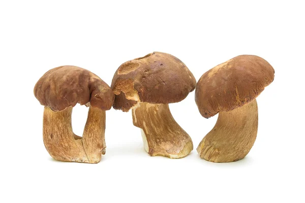Three mushrooms close up isolated on white background. — Stock Photo, Image