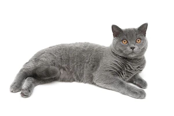 Krásná šedá kočka na bílém pozadí — Stock fotografie