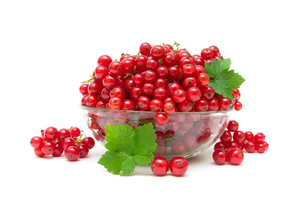 Ripe juicy red currants on a white background — Stock Photo, Image