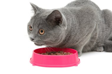 Cat eating food from a bowl on a white background close-up clipart