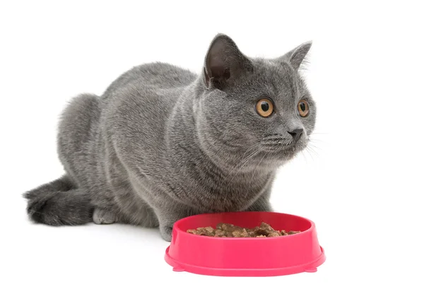 Katten sitter bredvid en skål med mat. vit bakgrund. — Stockfoto