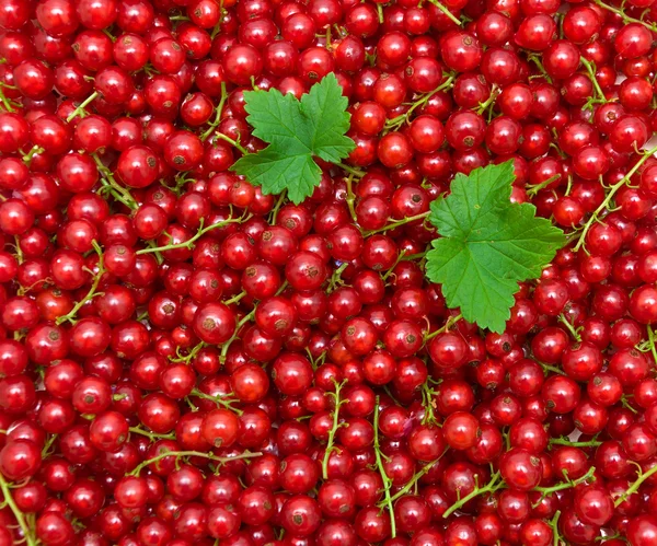 Fond de groseilles rouges. vue de dessus - photo horizontale . — Photo