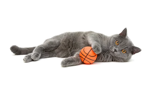 Grijze kat (RAS Schotse-simpel) met een bal op een witte backgro — Stockfoto