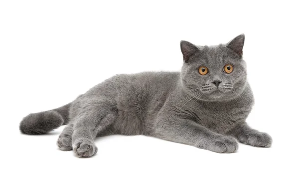 Gray cat (breed scottish-straight, age 8,0 months) on a white ba — Stock Photo, Image