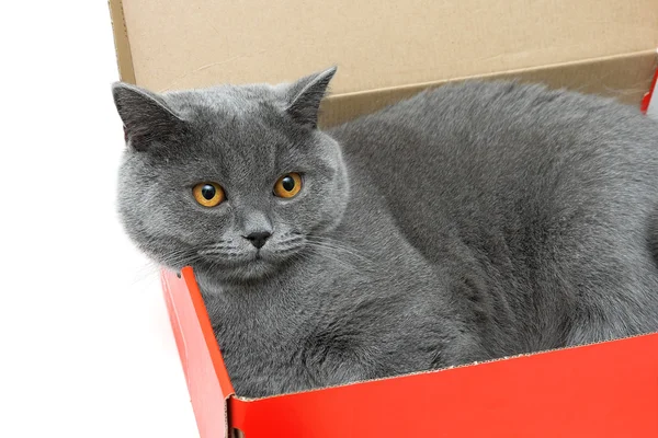 Šedá kočka leží v krabici. bílé pozadí. — Stock fotografie