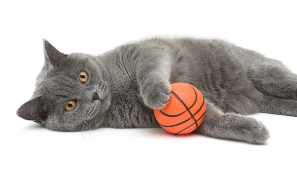 Krásná kočka plemene skotský rovný closeup s míčem na bílém pozadí — Stock fotografie
