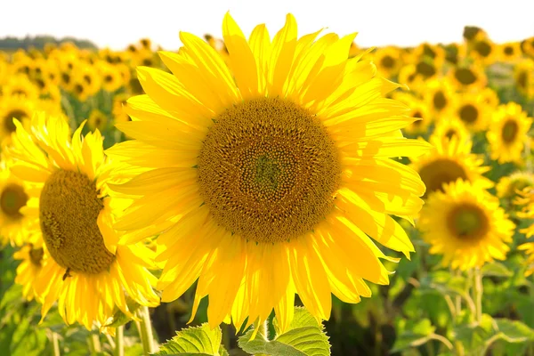 Große blühende Sonnenblume auf einem Feld aus nächster Nähe. — Stockfoto