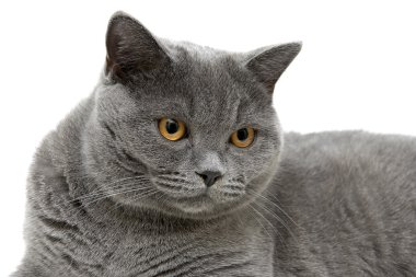 beyaz zemin üzerinde gri bir İskoç kedi portresi